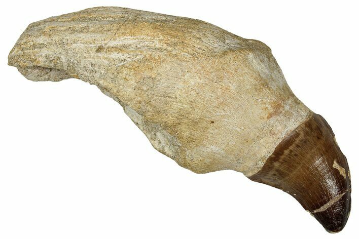 Fossil Rooted Mosasaur Tooth - Morocco #336348